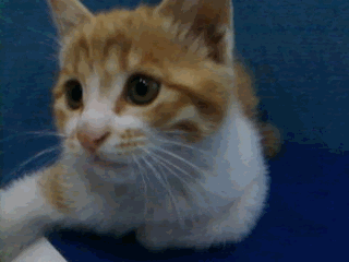 壁纸 动物 猫 猫咪 小猫 桌面 320_240 gif 动态图 动图
